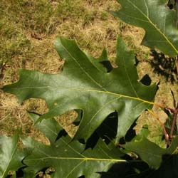 Quercus velutina